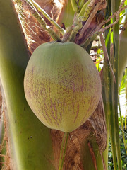 fresh coconut on the tree.