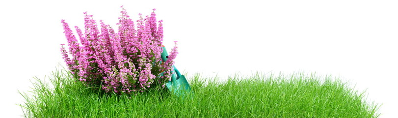 Wiese mit Pflanze - Panorama