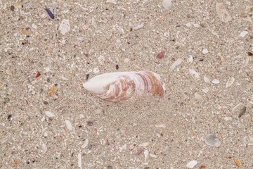 A collection of Shells found on the shore