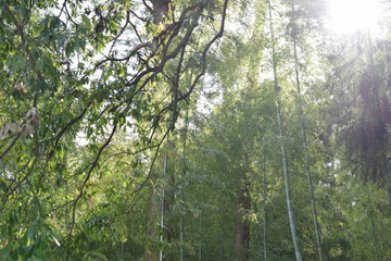 茨城県水戸市 偕楽園の木