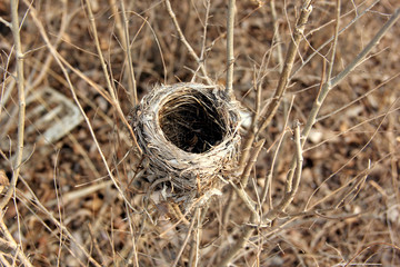 Empty bird nest on the trunk in autumn with a blurred background