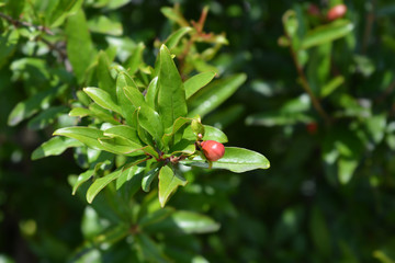 Fototapeta premium Pomegranate