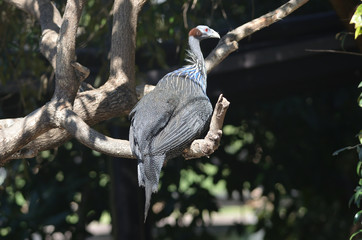 Vulturine Guineafowl
