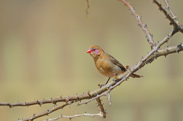 Violet-eared Waxbill