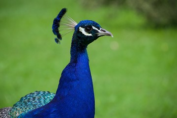 Close-up of a beautiful blue peacock head with green blurred background
