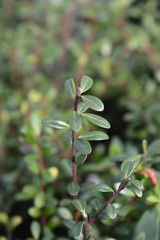 Box-leaved holly Green Glory