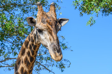 Cropped shot view of Giraffe (or Giraffa) head in the nature. The giraffe is a long-necked ruminant...