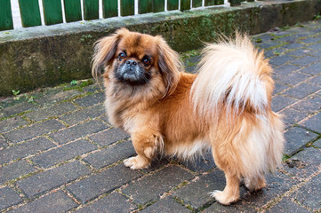 Pekingese also lion dog an ancient breed toy dog, sitting on floor, a resemblance to Chinese guardian lions.