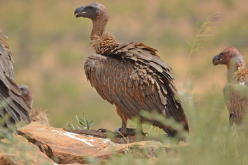 White-backed Vulture