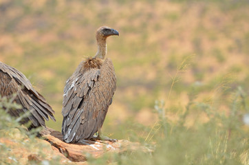 White-backed Vulture