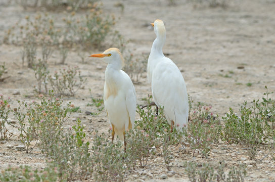 Western Cattle Egret