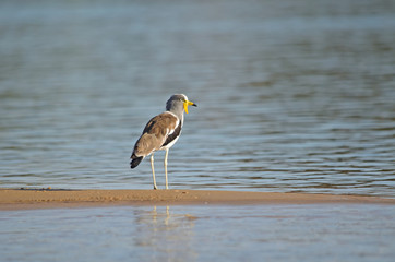 White-crowned Lapwing