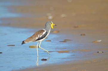 White-crowned Lapwing