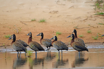 White-faced Whistling Duck
