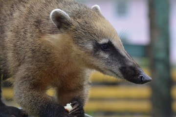 raccoon nose close up eating an Apple