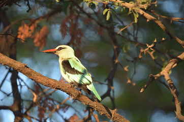 Woodland Kingfisher