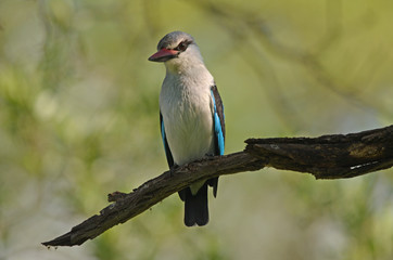 Woodland Kingfisher