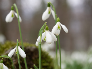Snowdrops close-up. Glade with snowdrops in the spring forest.