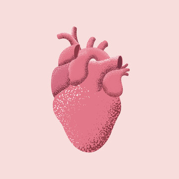Vector illustration of the human red heart isolated on pink background.