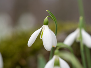 Snowdrops close-up. Glade with snowdrops in the spring forest.