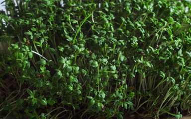 Arugula and watercress microgreen