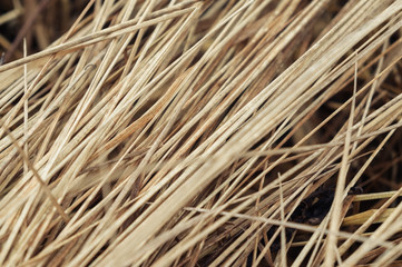 Dry grass abstract background