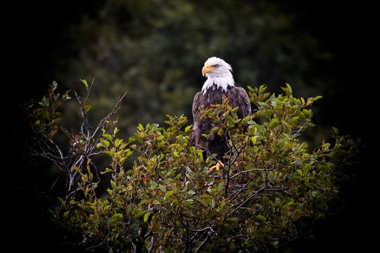 Desktop Hintergrundbild - Wei&szlig;kopfseeadler