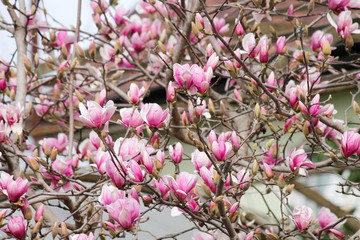 pink flowers magnolia in spring