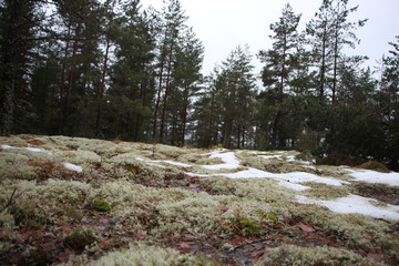 moss field in the forest