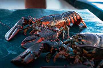 The morning catch - Gloucester lobster