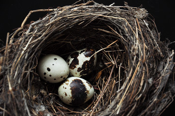 Obraz premium Quail eggs on a dark black background. Bird spotted eggs in a real nest. Several objects. Healthy food.