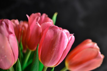 Fototapeta premium Bouquet of tulips, flowers on a dark background. Beautiful pink tulips. background of flowers. Spring background.