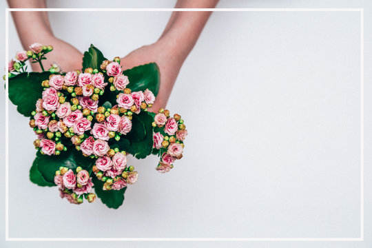 On a white background in the hands of a girl a potted flower of Kalanchoe
