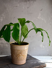 Indoor plant. Plant in a flowerpot. Gray background, sunlight. Green leaves. Flowers in the house. Houseplant