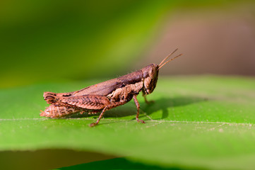 Grasshopper on the green leaves