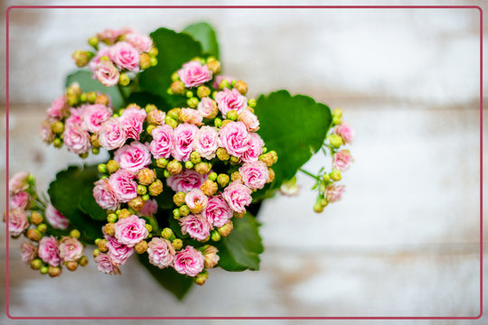 Kalanchoe flower on a white wooden background with a frame.