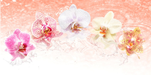 Fototapeta na wymiar beautiful romantic orchid flower background