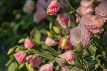 Sweet color roses in soft style garden. Raindrops every morning with in nature. Create atmosphere of love. Soft focus.