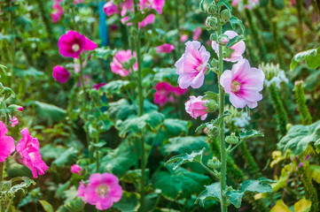 Fototapeta premium Hollyhock flower blossoms or Alcea rosea in the park