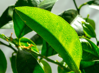 Green leaves of lemon hit by sunlights, growing indoor 2