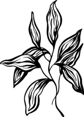 drawn plant leaves on a white background in the Doodle style