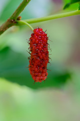 Mulberry on tree