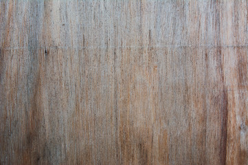 Wood texture of cut tree trunk, close-up