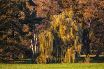 weeping willow in the park