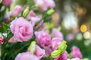 Sweet color roses in soft style garden. Raindrops every morning with in nature. Create atmosphere of love. Soft focus.
