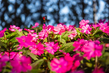Flowers in the garden, morning fresh air, oxygen to the body to power the whole day, a place to relax, the event.