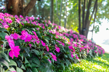 Flowers in the garden, morning fresh air, oxygen to the body to power the whole day, a place to relax, the event.