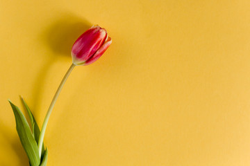 Pink Tulip on a yellow background. Close- up, top view, copy space.