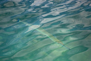 poissons tropicaux, Seychelles