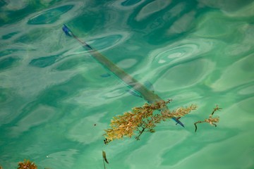 poissons tropicaux, Seychelles